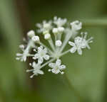 Dwarf ginseng